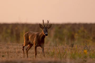 Fototapeten A beautiful roe deer in the field  © predrag1