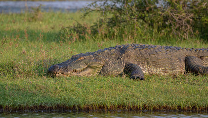 Mugger Crocodile; Crocodile resting on mud bank; Big crocodile; Marsh crocodile from Yala national park, Sri Lanka	
