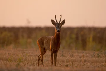 Deurstickers A beautiful roe deer in the field  © predrag1