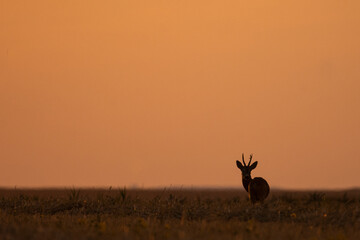 Silhouette of a roe deer at sunset