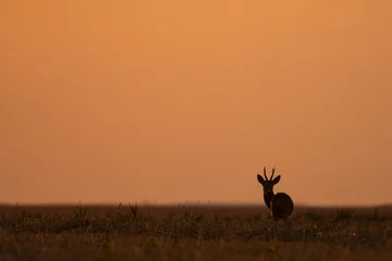 Poster Silhouette of a roe deer at sunset © predrag1