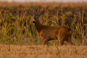 A beautiful roe deer in the field	