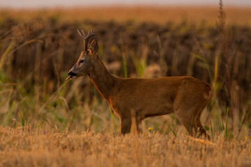 A beautiful roe deer in the field	