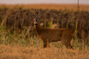 A beautiful roe deer in the field	