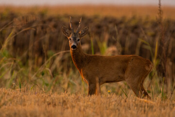 A beautiful roe deer in the field	