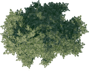 Top view of Tree (Aliso Alder Tree 1) Plant illustration vector
