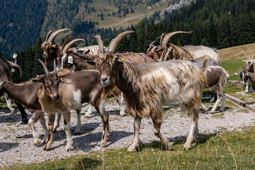 A herd of goats in the Italian Alps.