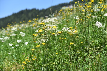 Yellow and white flower field