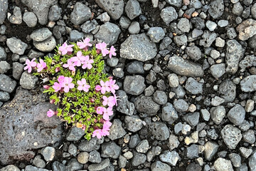 Moss campion (Silene acauli) growing in harsh conditions in Vatnajökull National in Iceland.
