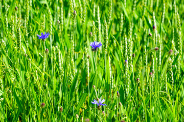 Cereal field closeup background with some cornflowers