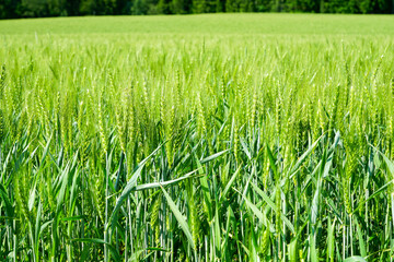 Beautiful cereal field image, close-up view on fresh ears of young green barley