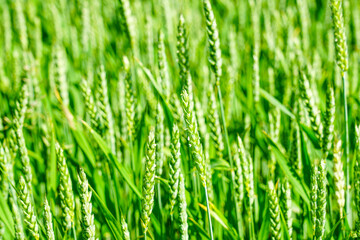 Wheat field image, close-up view on fresh ears of young green wheat