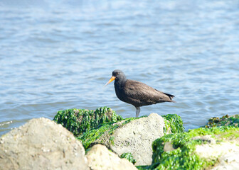 one black oyster catcher standing on rocky shoreline covered in moss, blue water in background.