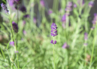 Close up on freshly blooming purple lavender flower. Shallow depth of field.