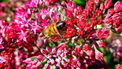 bee on red and pink flower