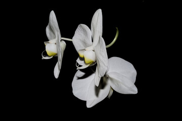Close-up of white orchid flowers isolated of black background