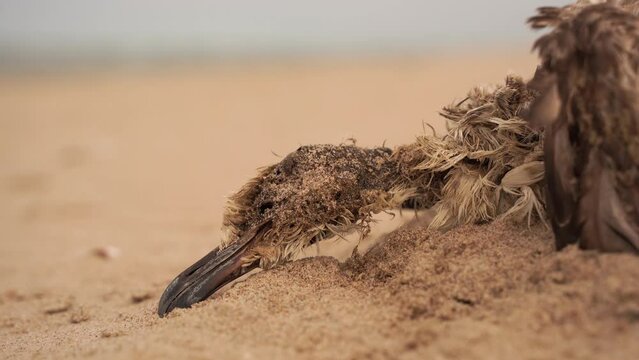 A dead juvenile Great Black-backed Gull (Larus marinus) lying in the sand on the beach
