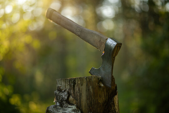 An axe with a wooden handle is stuck into a wooden stump. Axes in the rays of the setting sun in the forest.