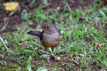 Photograph of a Rufous-bellied thrush found in Porto Alegre, Rio Grande do Sul, Brazil.	