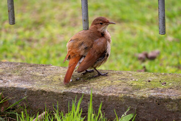 Photograph of a Rufous hornero found in Porto Alegre, Rio Grande do Sul, Brazil.
