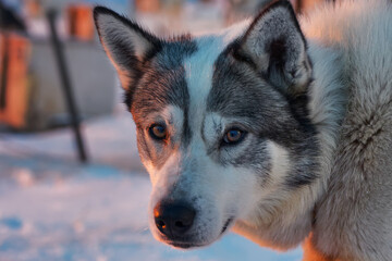Naklejka na ściany i meble Husky portrait Sled Dog Kennel. outside of Longyearbyen on Svalbard.