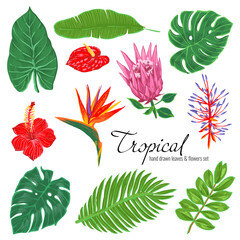 Colorful Tropical botanical plant set, leaves and flowers on a white background. Hand drawn floral collection. Palm leaf, monstera, red and pink jungle flowers