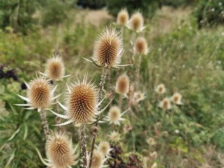 Dipsacus fullonum / laciniatus -  cutleaf wild teasel or fuller's teasel