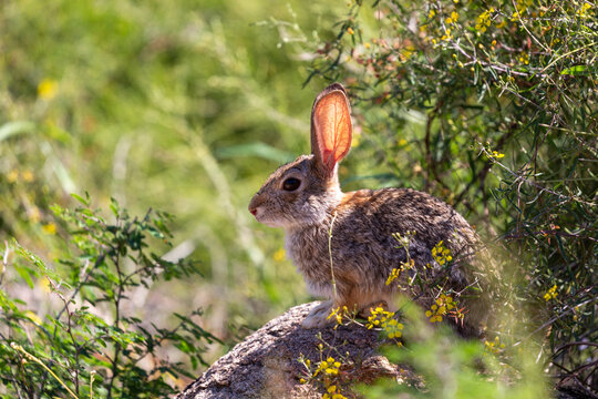 Desert cottontail rabbit, Sylvilagus audubonii, perched on a rock surrounded by yellow wildflowers and lush vegetation. Wildlife in the Sonoran Desert. Oro Valley, Pima County, Arizona, USA.