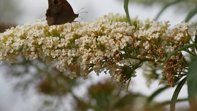 detailed closeup of a meadow brown butterfly (Maniola jurtina) feeding on a buddleja buddleia bush white flowers