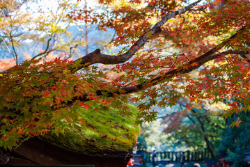 Branch of a Japanese maple tree with red autumn leaves lean over the roof of an old building covered with moss