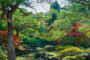 Japanese garden with trees in bright green, red and yellow colours and pond with stones in it