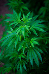 Naklejka na ściany i meble medicinal plant hemp, green leaf background, marijuana, cannabis