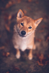 Shiba inu