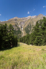 Obraz premium Randonnée en forêt à Zermatt