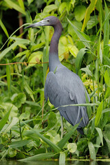 Fototapeta premium Little Blue heron (Egretta caerulea) looking for food in Tortuguero water, Tortuguero national park, Costa Rica