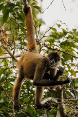 Black spider monkey (Simia paniscus) hanging from its tail in Corcovado national park rainforest, Osa peninsula, Costa Rica