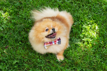 Red and yellow Pomeranian Spitz dog in a bow tie play on the background of green grass