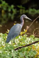 Little Blue heron (Egretta caerulea) looking for food in Tortuguero water, Tortuguero national park, Costa Rica