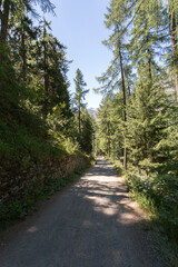 Fototapeta na wymiar Randonnée en forêt à Zermatt
