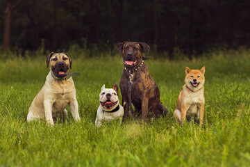 Group photo of dogs