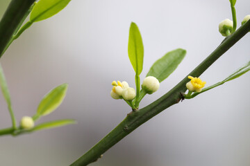 Photograph of the beginning of the flowering of a small bergamot tree in the garden.