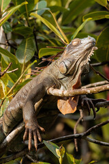 Common green iguana (Iguana iguana) resting on a tree in Tortuguero national park, Costa Rica