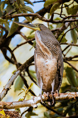 Bare-throated tiger heron (Tigrisoma mexicanum) perching on a branch in Tortuguero national park, Costa Rica