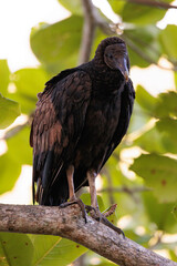American black vulture / Urubu (coragyps stratus) perched on a branch in Tortuguero, Costa Rica