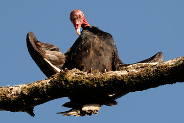 Turkey vulture / turkey buzzard (Cathartes aura) perching on a branch in Tortuguero town, Costa Rica