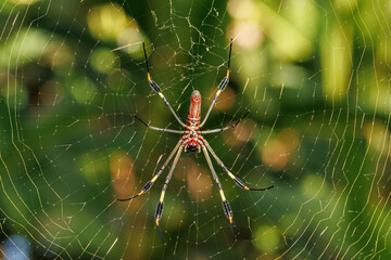 Golden silk spider (Trichonephila clavipes) standing on its net in Tortugero field, Costa Rica