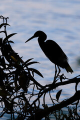 Shape of great egret (Ardea alba) at sunset in Tortuguero national park, Costa Rica