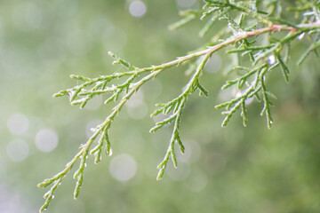 green leaves on a branch