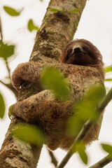 Fototapeta premium Juvenile three-toed sloth (Bradypus tridactylus) descending a tree in Las Horquetas, Sarapiqui, Costa Rica