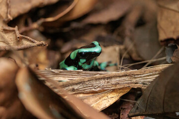 Green and black poison dart frog (Dendrobates Auratus) in brown leaves of Horquetas, Heredia, Sarapiqui, Costa Rica